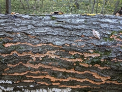Phlebia radiata