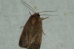 Proteuxoa porphyrescens
