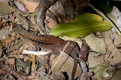 Holcosus quadrilineatus