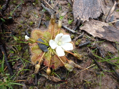 Drosera whittakeri