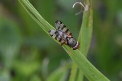 Ceroxys