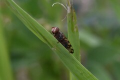 Ceroxys