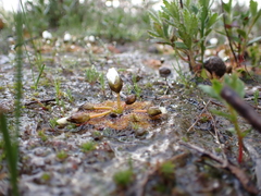 Drosera whittakeri