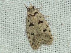 Scatochresis episema