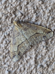 Erannis tiliaria