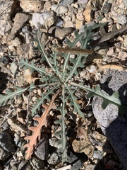 Mentzelia multiflora