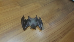 Cynopterus brachyotis