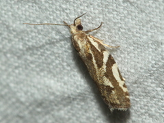 Technitis cataractis