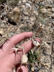 Mentzelia multiflora