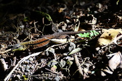 Holcosus quadrilineatus