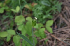 Fritillaria affinis