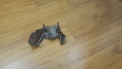 Cynopterus brachyotis