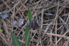 Fritillaria affinis