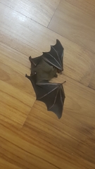 Cynopterus brachyotis