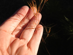 Aristida desmantha