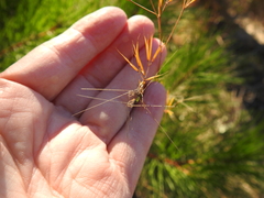 Aristida desmantha