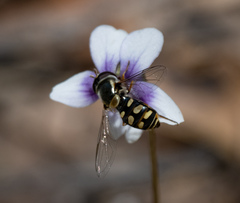 Simosyrphus grandicornis