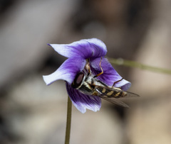 Simosyrphus grandicornis