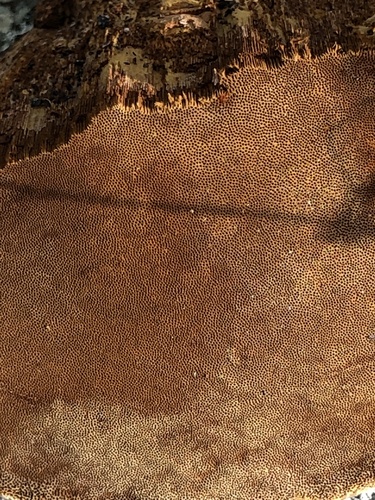 Cracked Cap Polypore