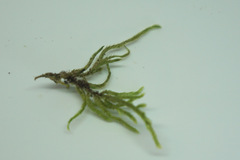 Hypnum cupressiforme cupressiforme