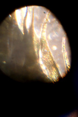 Hypnum cupressiforme cupressiforme