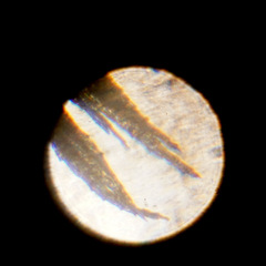 Hypnum cupressiforme cupressiforme