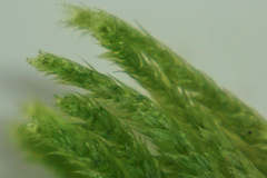 Hypnum cupressiforme cupressiforme