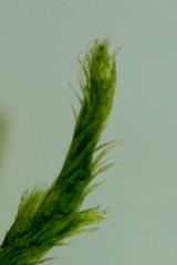 Hypnum cupressiforme cupressiforme