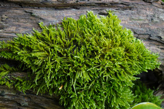 Hypnum cupressiforme cupressiforme