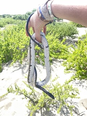 Masticophis fuliginosus