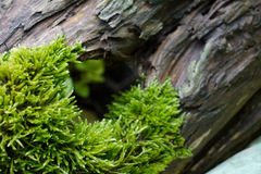 Hypnum cupressiforme cupressiforme