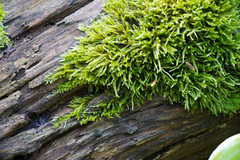 Hypnum cupressiforme cupressiforme