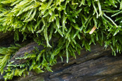 Hypnum cupressiforme cupressiforme