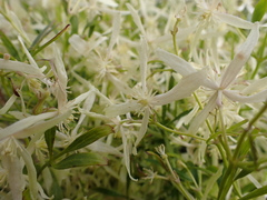 Clematis microphylla