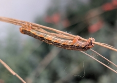 Neoterpes edwardsata