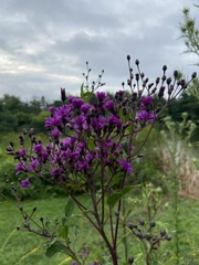 Vernonia fasciculata