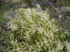 Clematis microphylla