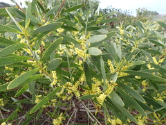 Acacia longifolia