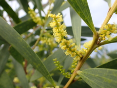 Acacia longifolia