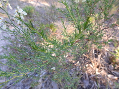 Polygonella americana