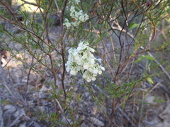 Polygonella americana