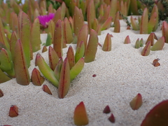 Carpobrotus rossii