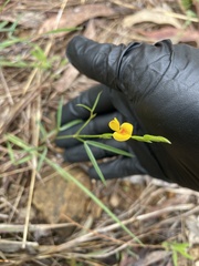 Zornia dyctiocarpa