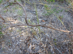 Polygonella americana