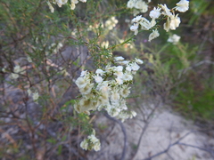 Polygonella americana