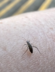 Anthocoridae