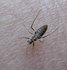 Anthocoridae