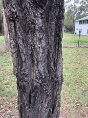 Eucalyptus crebra