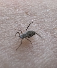 Anthocoridae
