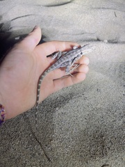 Sceloporus grandaevus